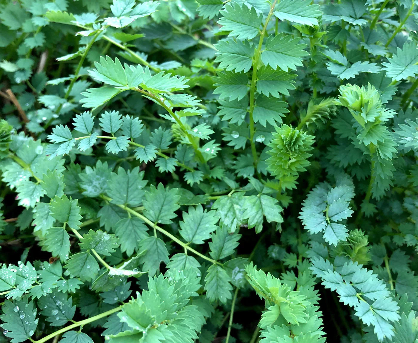 Burnet
