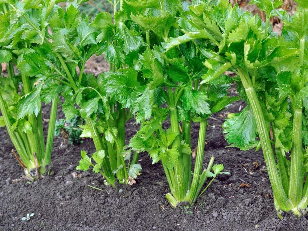 Celery