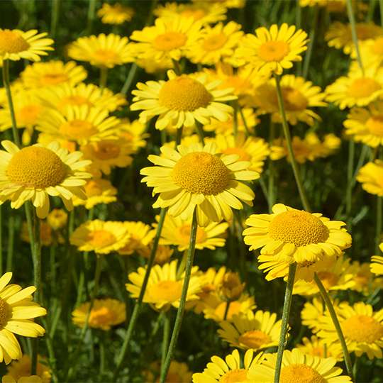 Chamomile Dyers