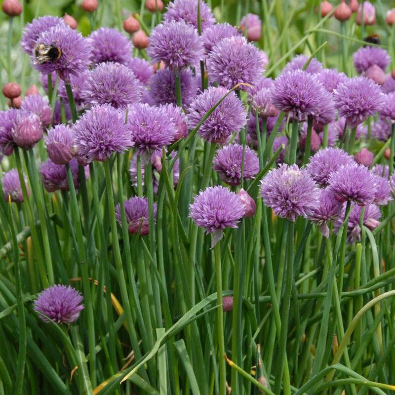 Chives