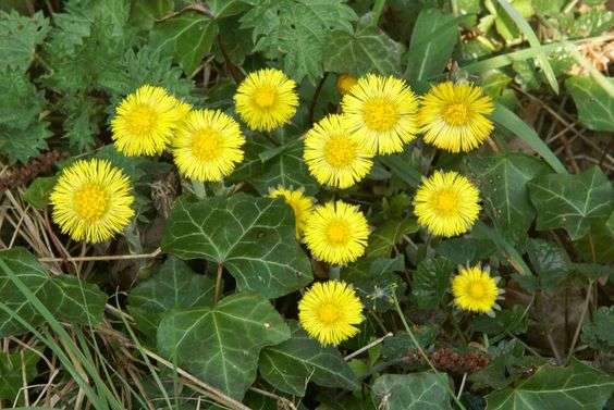 Coltsfoot