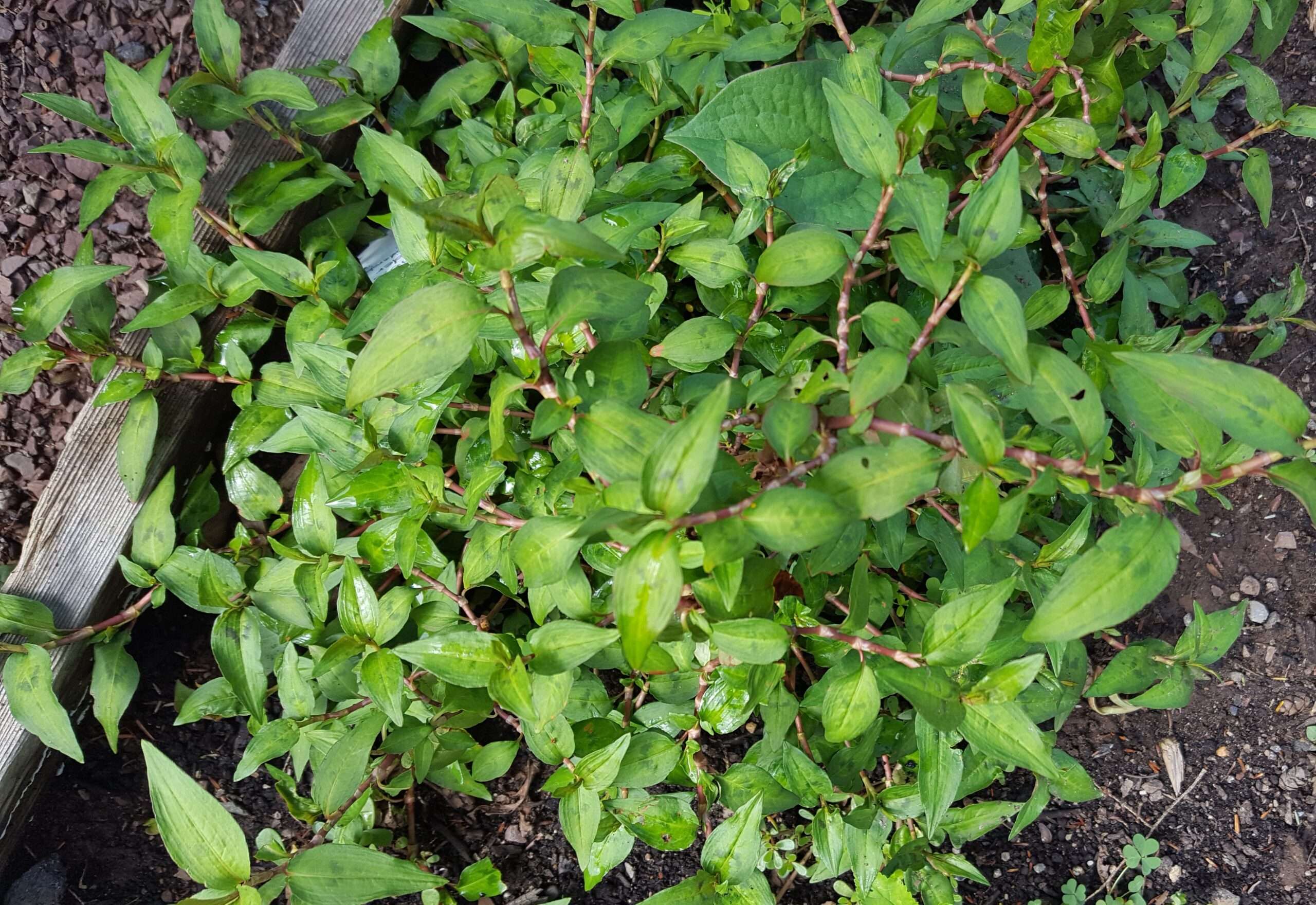 Coriander Vietnamese