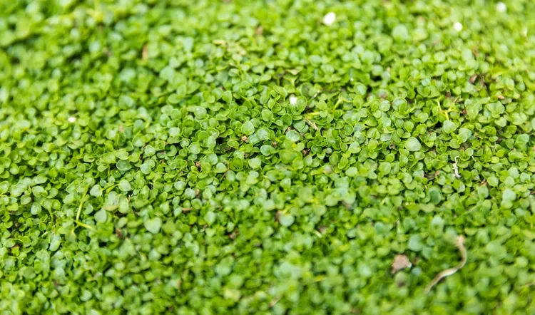 Corsican Mint