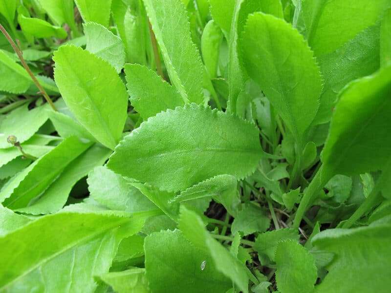 Costmary