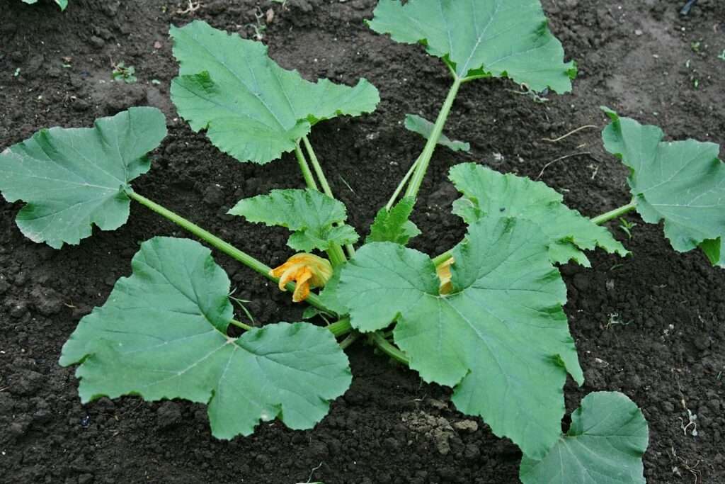 Courgette