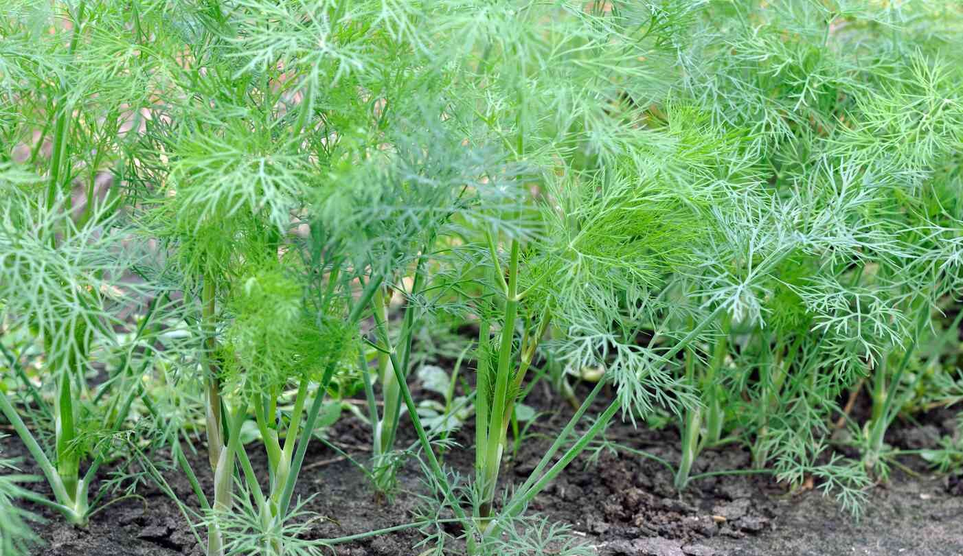 Dill