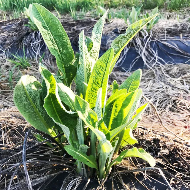 Elecampane
