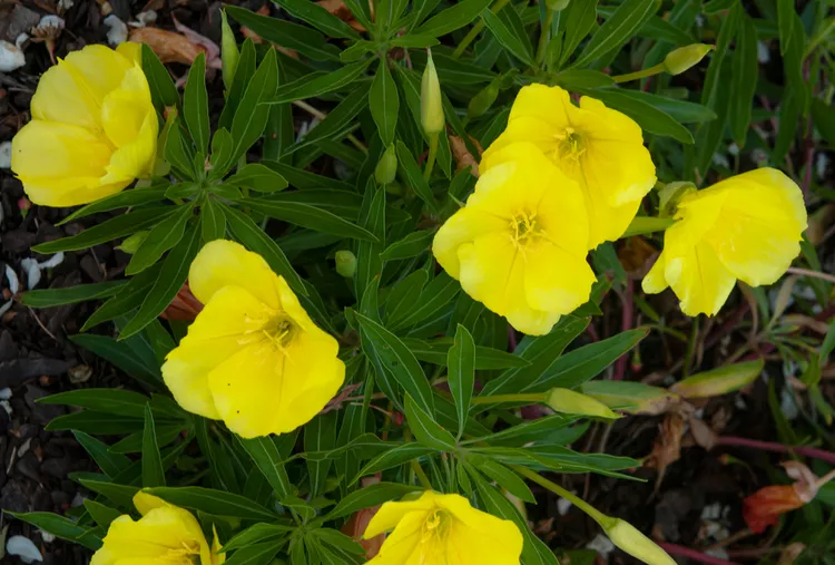 Evening Primrose