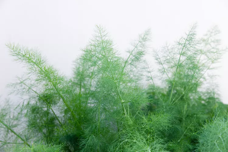 Fennel