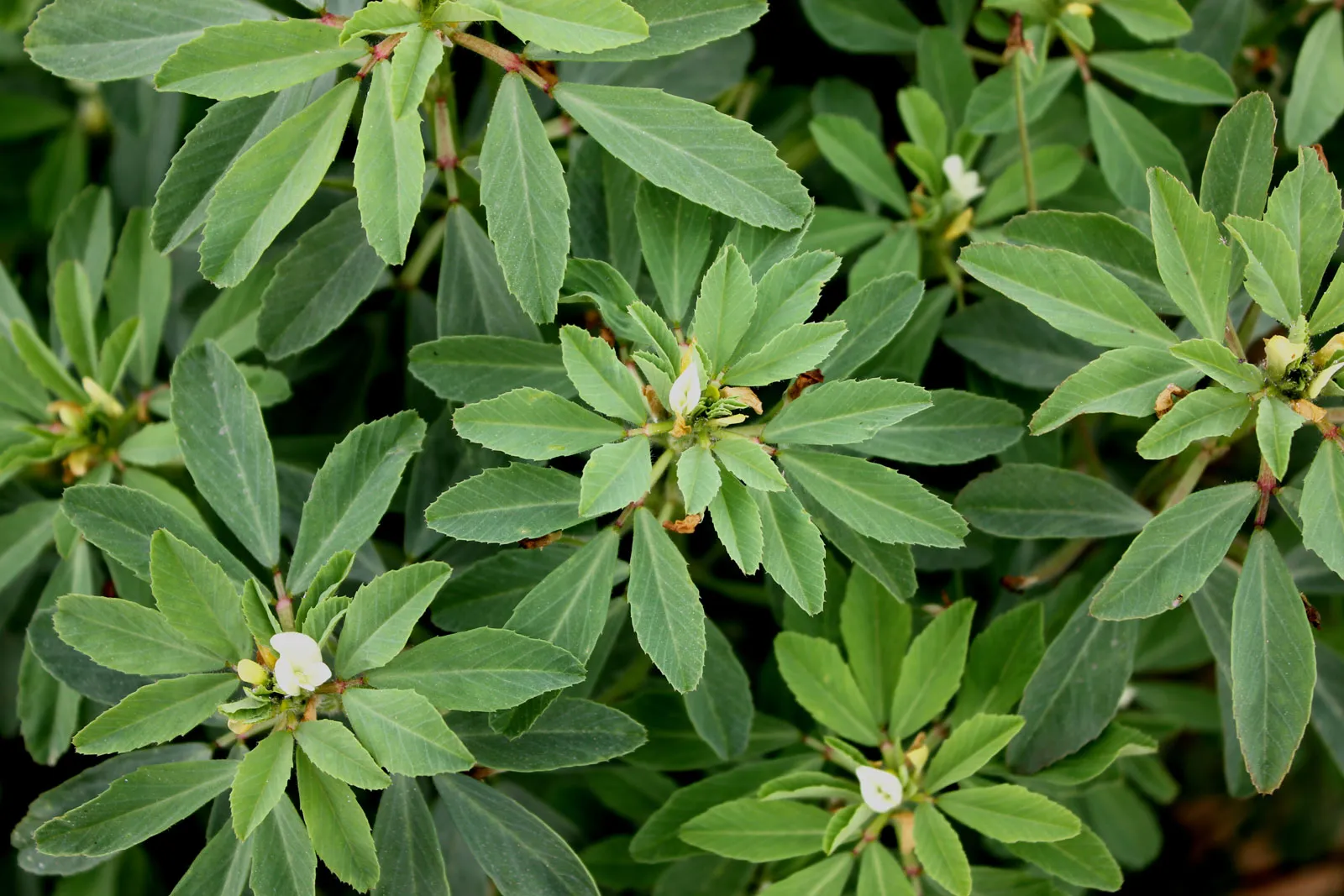Fenugreek