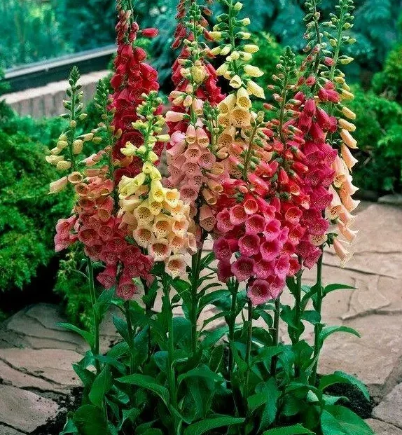 Foxglove