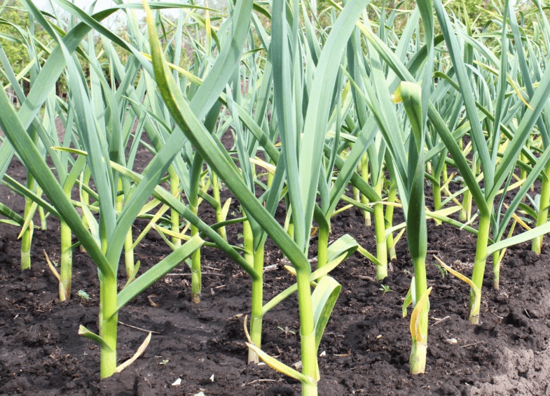 Garlic