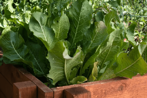 Horseradish