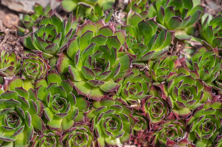 Houseleek