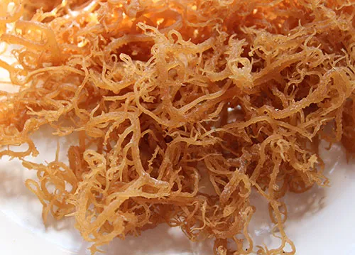 Irish Sea Moss