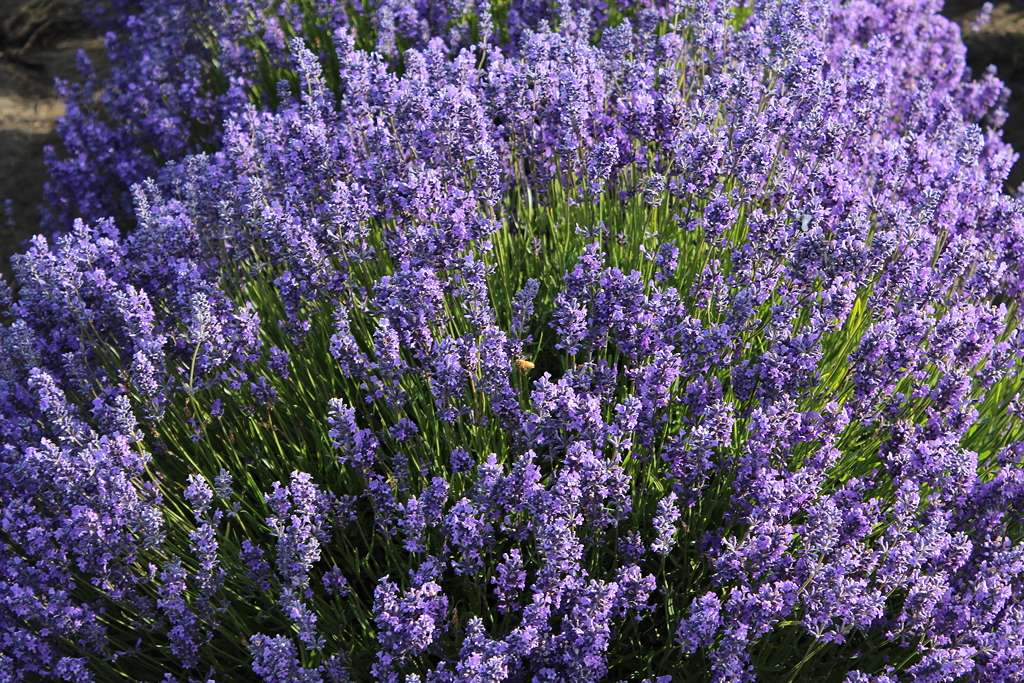 Lavender Folgate