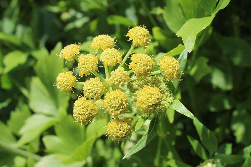 Lovage