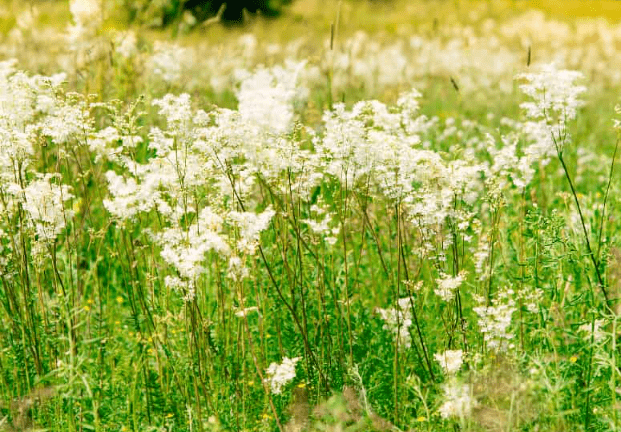 Meadowsweet