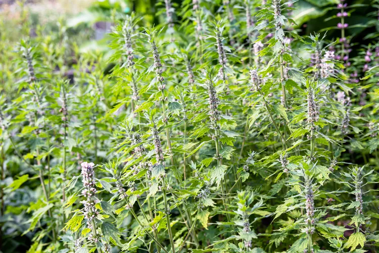 Motherwort