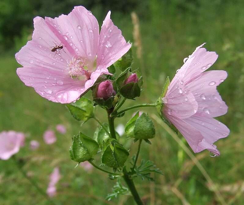Musk Mallow