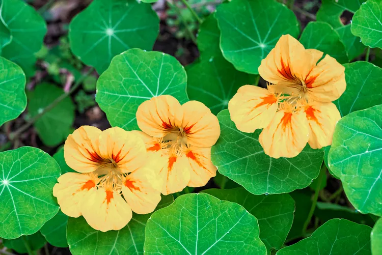 Nasturtium