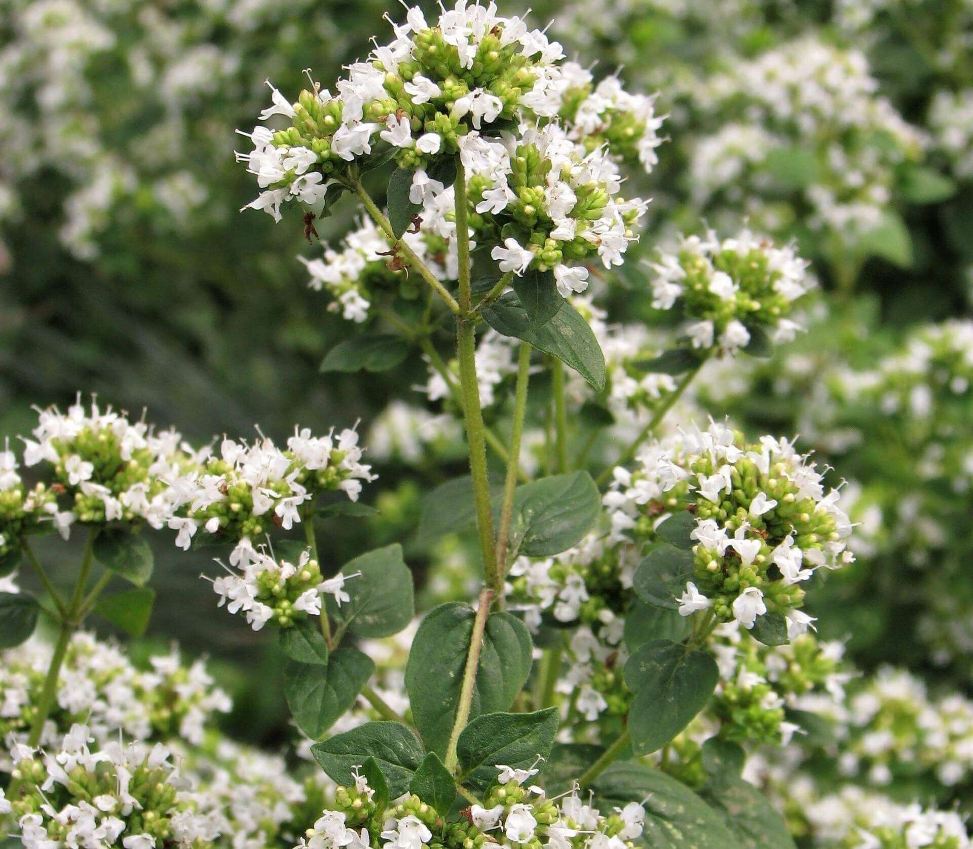 Oregano Country Cream