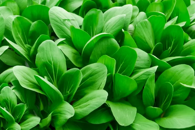 Pak Choi