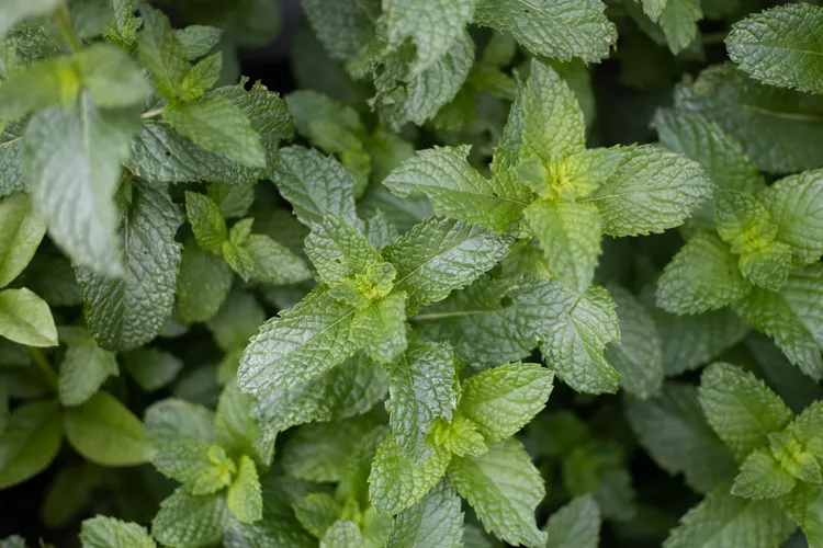 Peppermint