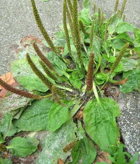 Plantain