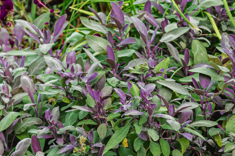 Purple Sage
