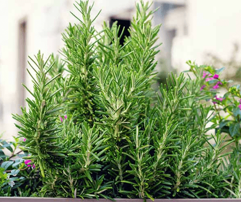Rosemary