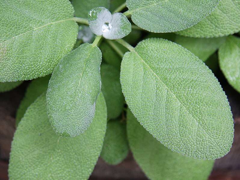 Sage