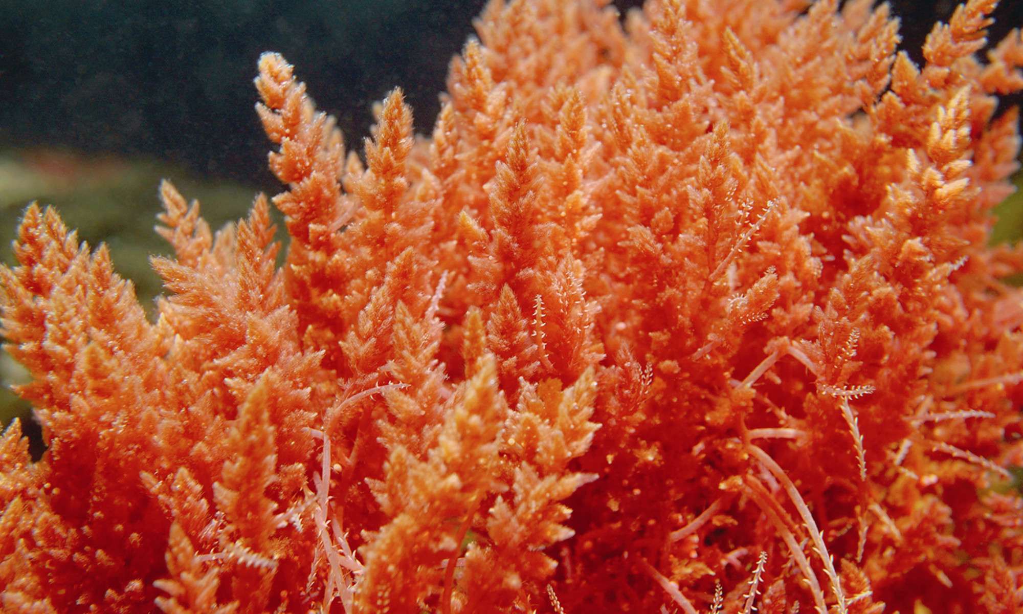 Sea Mosses