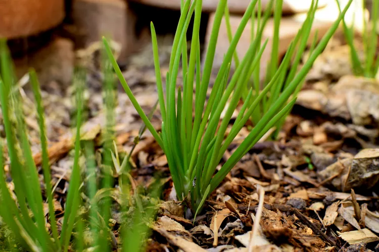 Shallot