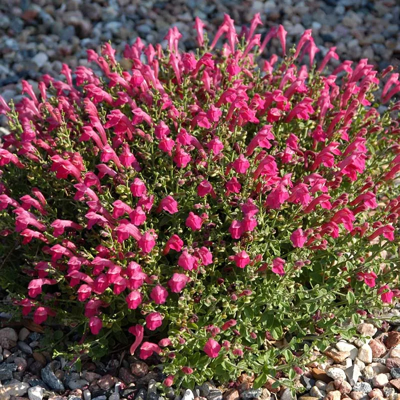 Skullcap