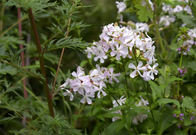 Soapwort