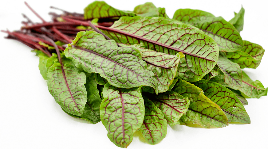 Sorrel
