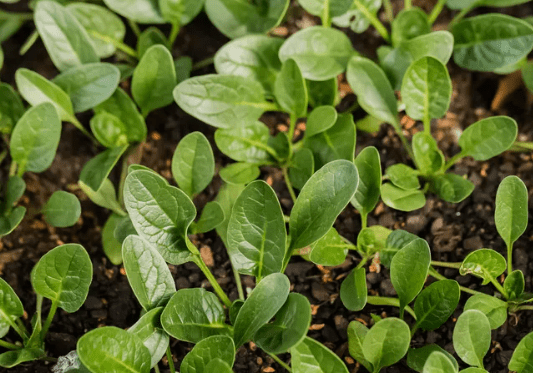 Spinach