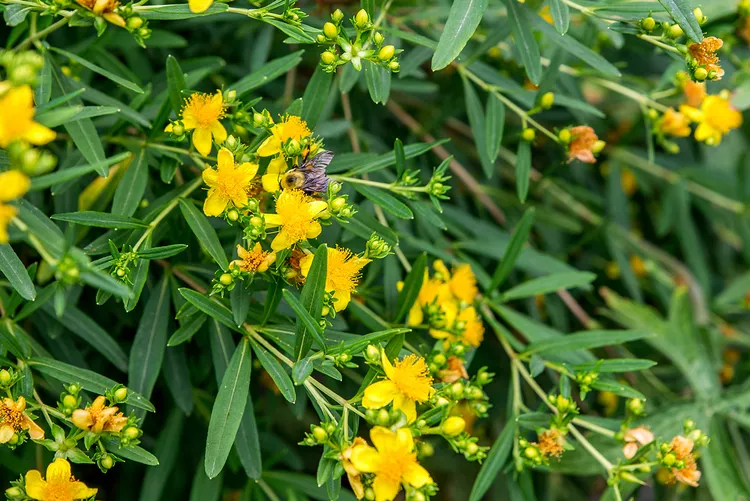 St. John's Wort