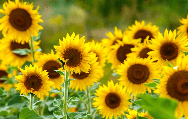 Sunflower