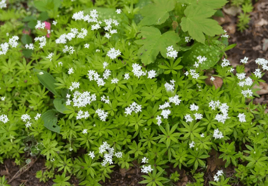 Sweet Woodruff