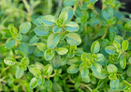 Thyme