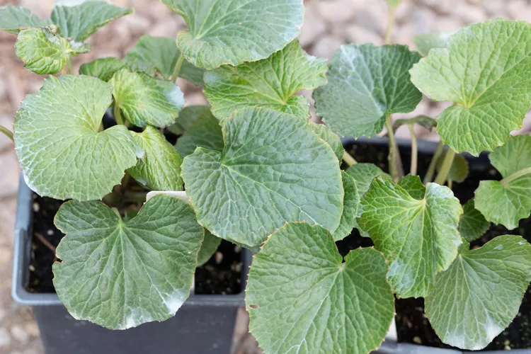 Wasabi