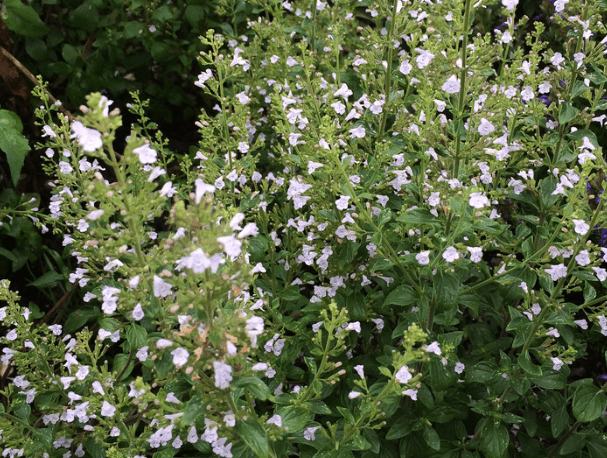 Calamint