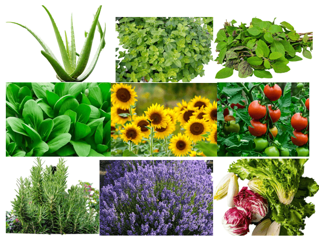Herbal Spices