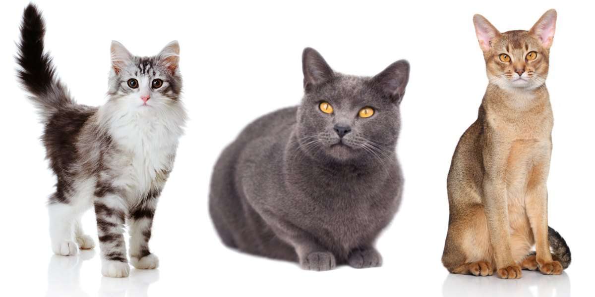 Cats