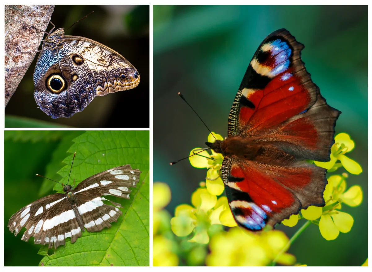 Butterflies