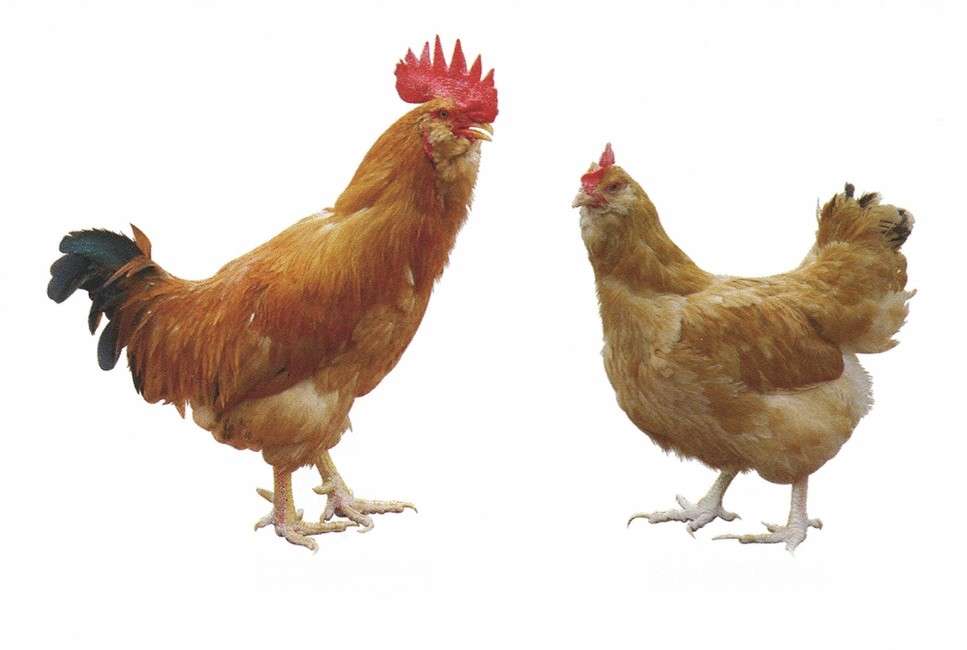 Chickens