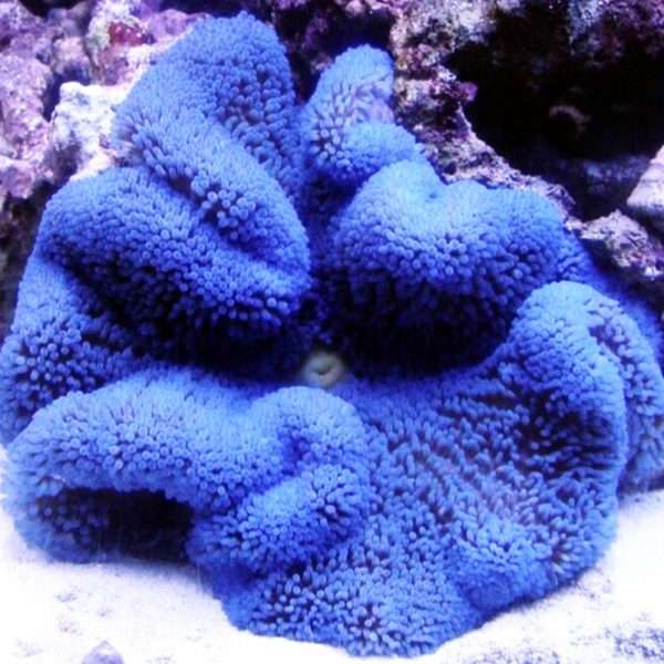 Haddon's Carpet Anemone