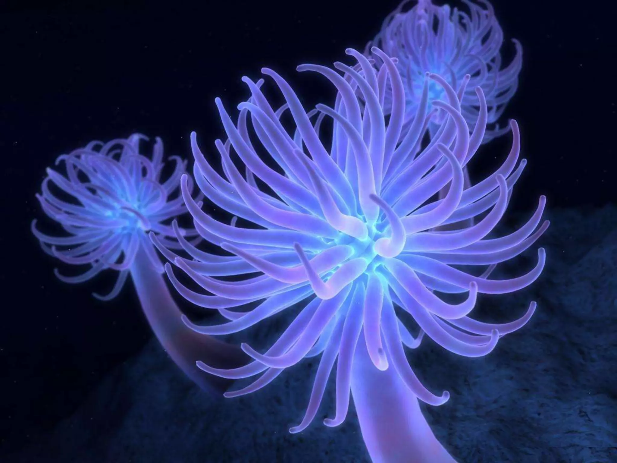 Sea Anemone